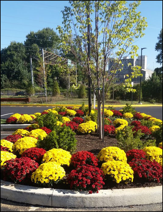 commercial flower planting bucks county