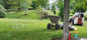 property tree privacy screen planting lower makefield township