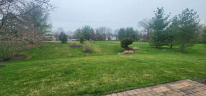 property tree privacy screen planting yardley pa