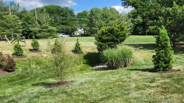 yardley pennsylvania screen planting for property privacy